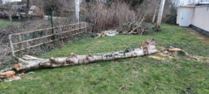 Die Birken müssen weichen...