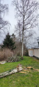 Die Birken müssen weichen...